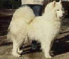 Adorable Snow With