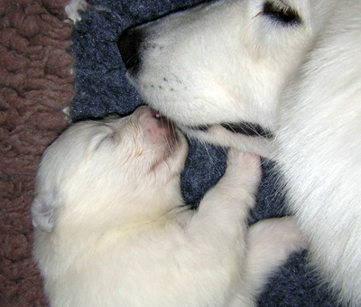 Puss mamma. Kiss mom.