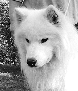 Slboda's Xile Warrior