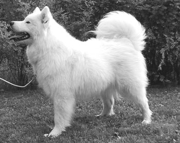 Lady-Manja