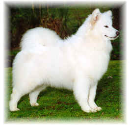 Kalina Minstral Majic