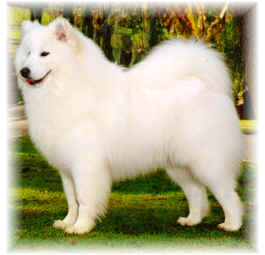 Kalina Minstral Major