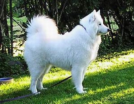 Fomida's Majesty Miriam Millenium