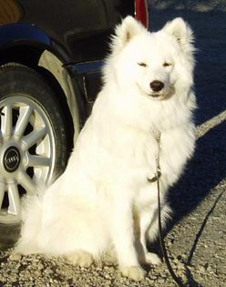 Polarbjrnen's Iron Man "Ozzy" 